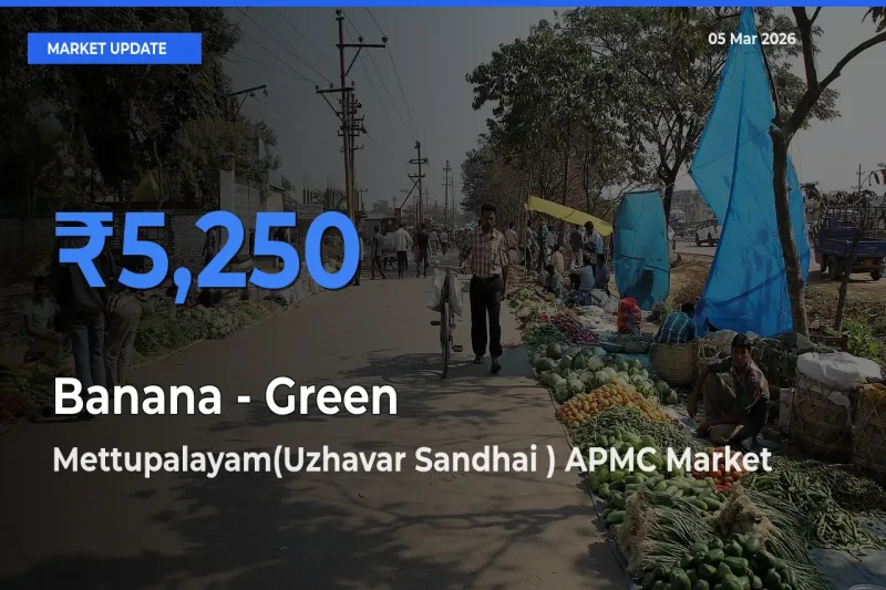 Mettupalayam(Uzhavar Sandhai ) APMC Offers ₹5,250 – Highest Banana - Green Rate Today