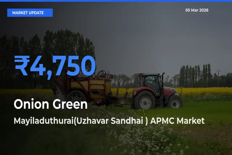 Top Performer! Mayiladuthurai(Uzhavar Sandhai ) APMC Offers Best Onion Green Price Today