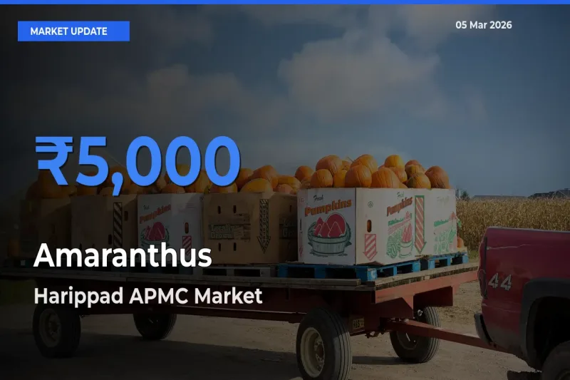 Harippad APMC Tops Amaranthus Rates – March 05 Market Update
