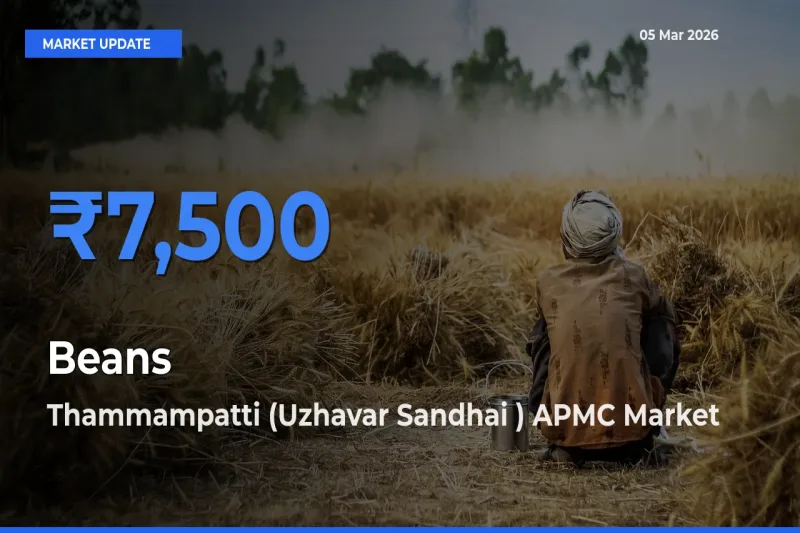 Market Watch: Thammampatti (Uzhavar Sandhai ) APMC Becomes Top Mandi for Beans