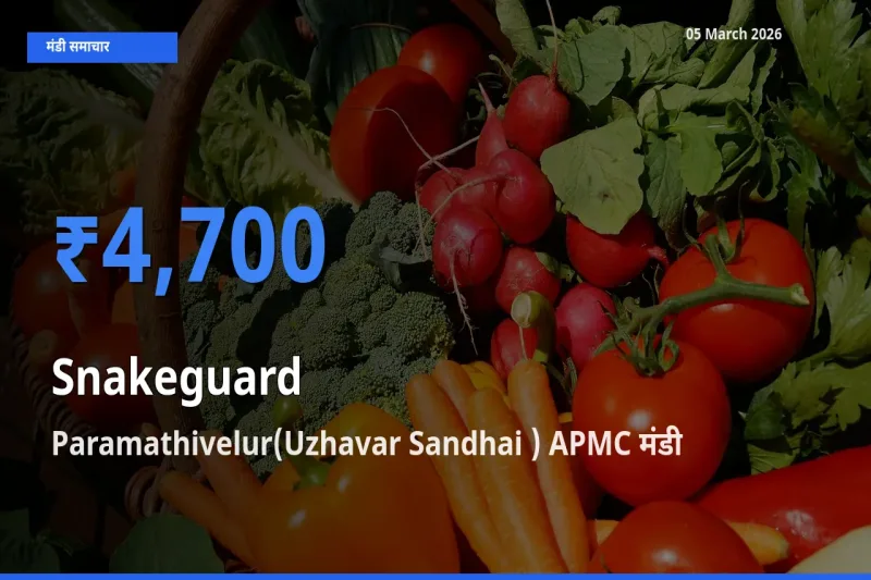 आज चिचिंडा (नागफनी लौकी) के सबसे ज़्यादा दाम Paramathivelur(Uzhavar Sandhai ) APMC मंडी में दर्ज