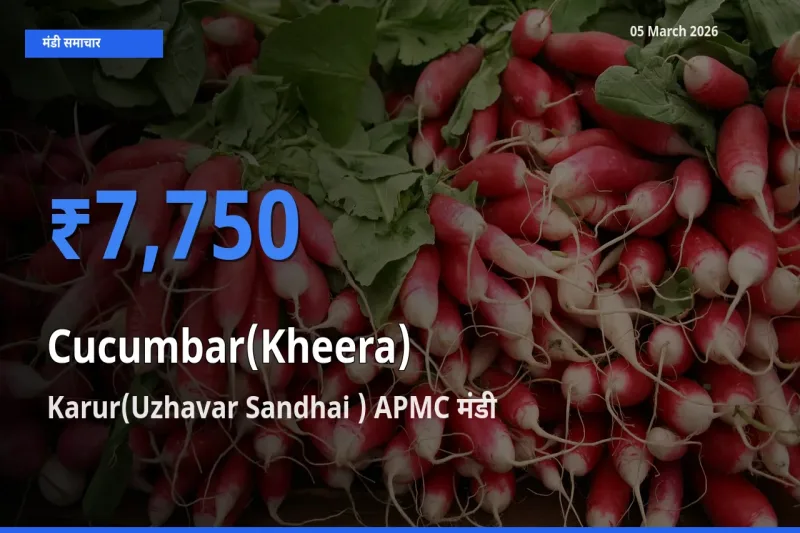 टॉप मंडी बना Karur(Uzhavar Sandhai ) APMC! खीरा के सबसे ऊँचे दाम यहीं दर्ज