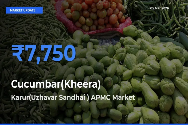 Karur(Uzhavar Sandhai ) APMC Leads as Top Mandi for Cucumbar(Kheera) Prices