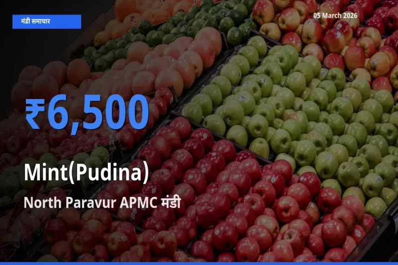 North Paravur APMC में पुदीना का आज सबसे ऊँचा भाव