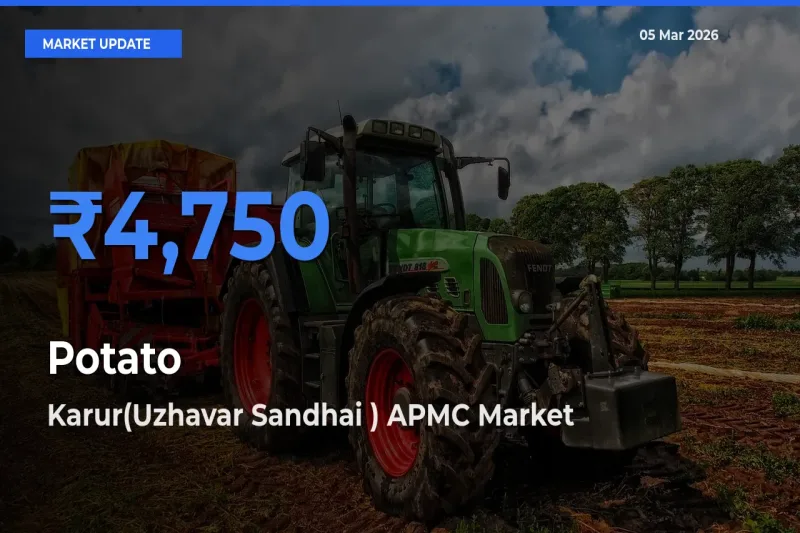 Market Watch: Karur(Uzhavar Sandhai ) APMC Becomes Top Mandi for Potato