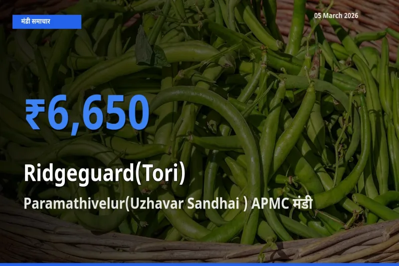 आज तोरई के सबसे ज़्यादा दाम Paramathivelur(Uzhavar Sandhai ) APMC मंडी में दर्ज