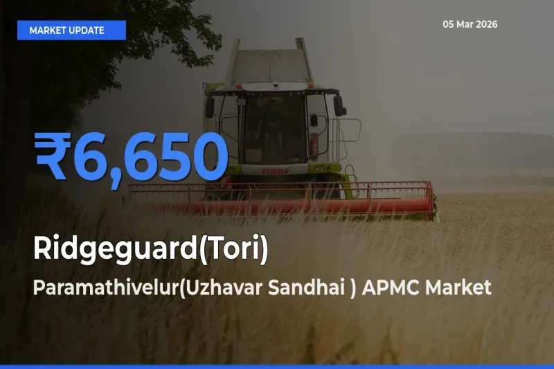 Ridgeguard(Tori) Mandi Rate Today: Paramathivelur(Uzhavar Sandhai ) APMC Tops the List