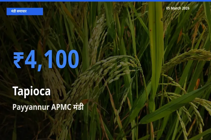 आज का मंडी भाव: साबूदाना के सबसे ज़्यादा दाम Payyannur APMC में