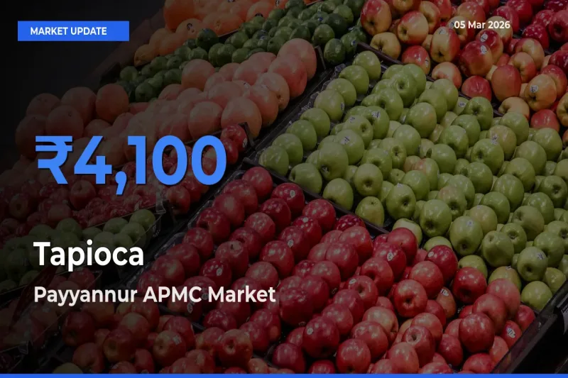 Market Watch: Payyannur APMC Becomes Top Mandi for Tapioca