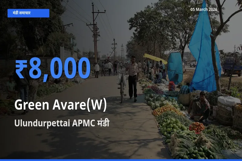 Ulundurpettai APMC में हरी सेम का आज सबसे ऊँचा भाव