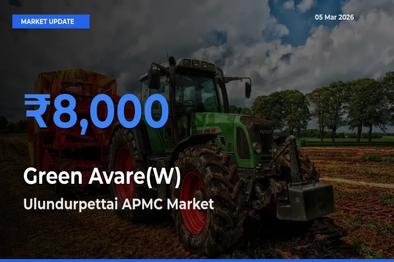 Ulundurpettai APMC Records Highest ₹8,000 Rate for Green Avare(W)