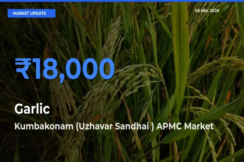 Market Watch: Kumbakonam (Uzhavar Sandhai ) APMC Becomes Top Mandi for Garlic