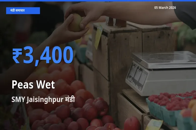 आज का मंडी भाव: हरी मटर के सबसे ज़्यादा दाम SMY Jaisinghpur में