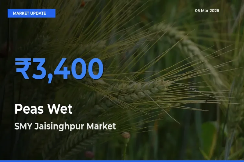Market Watch: SMY Jaisinghpur Becomes Top Mandi for Peas Wet