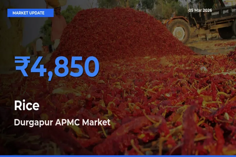 Rice Mandi Rate Today: Durgapur APMC Tops the List