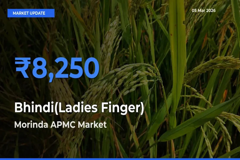 Morinda APMC Offers ₹8,250 – Highest Bhindi(Ladies Finger) Rate Today