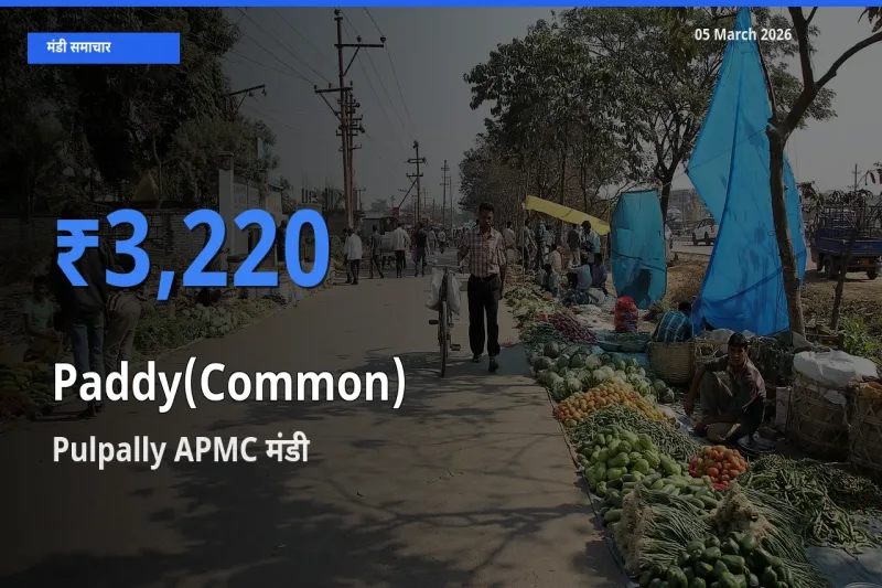 आज धान (सामान्य) के सबसे ऊँचे दाम ₹3,220 Pulpally APMC मंडी में