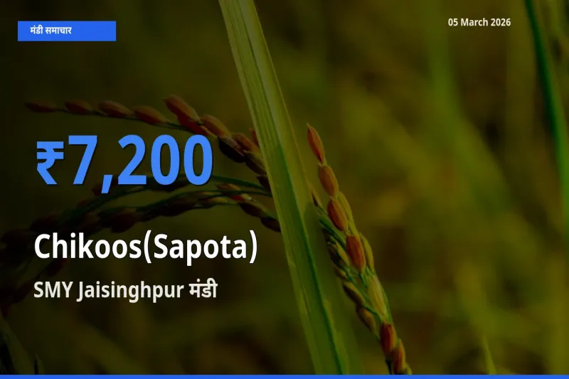 SMY Jaisinghpur मंडी में चीकू ₹7,200 पर पहुँचा – आज का सर्वोच्च भाव