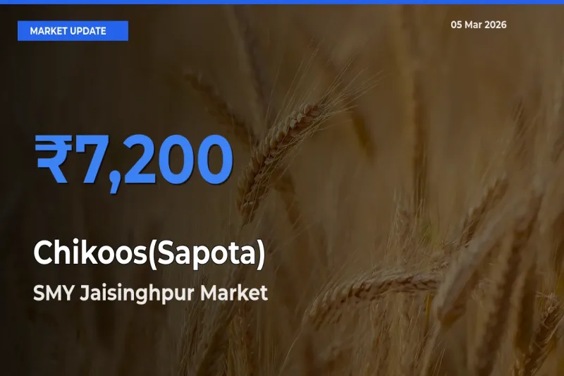 Top Performer! SMY Jaisinghpur Offers Best Chikoos(Sapota) Price Today