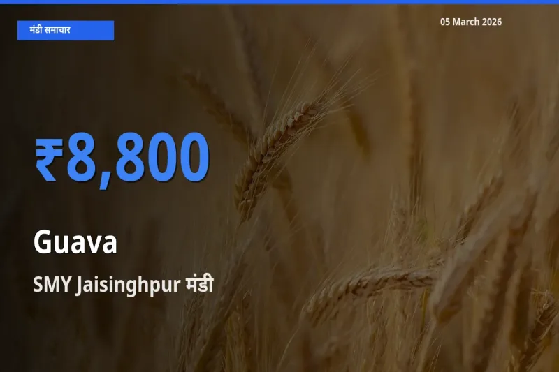 SMY Jaisinghpur मंडी में अमरूद ₹8,800 पर पहुँचा – आज का सर्वोच्च भाव