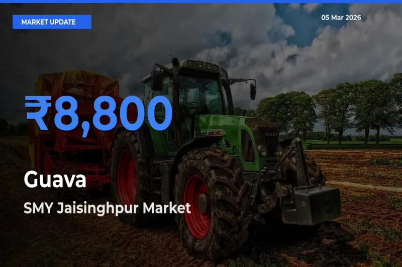 SMY Jaisinghpur Offers ₹8,800 – Highest Guava Rate Today