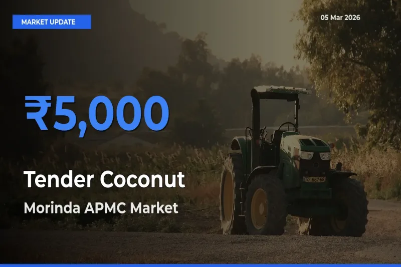 Market Watch: Morinda APMC Becomes Top Mandi for Tender Coconut