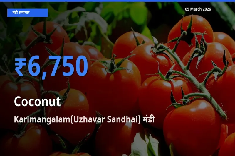 Karimangalam(Uzhavar Sandhai) में नारियल का आज सबसे ऊँचा भाव