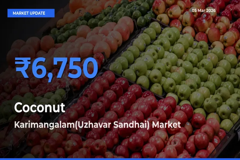 Karimangalam(Uzhavar Sandhai) Records Highest ₹6,750 Rate for Coconut