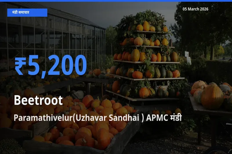 बाज़ार संकेत: Paramathivelur(Uzhavar Sandhai ) APMC बना चुकंदर के लिए आज की टॉप मंडी