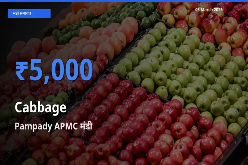 आज का मंडी भाव: पत्ता गोभी के सबसे ज़्यादा दाम Pampady APMC में