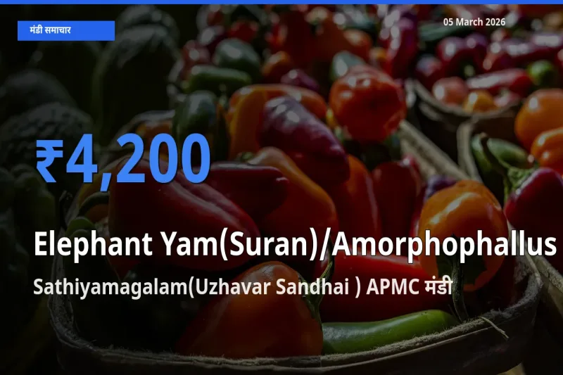 किसानों की पसंद बना Sathiyamagalam(Uzhavar Sandhai ) APMC, जिमीकंद (सूरन) के सबसे अच्छे दाम