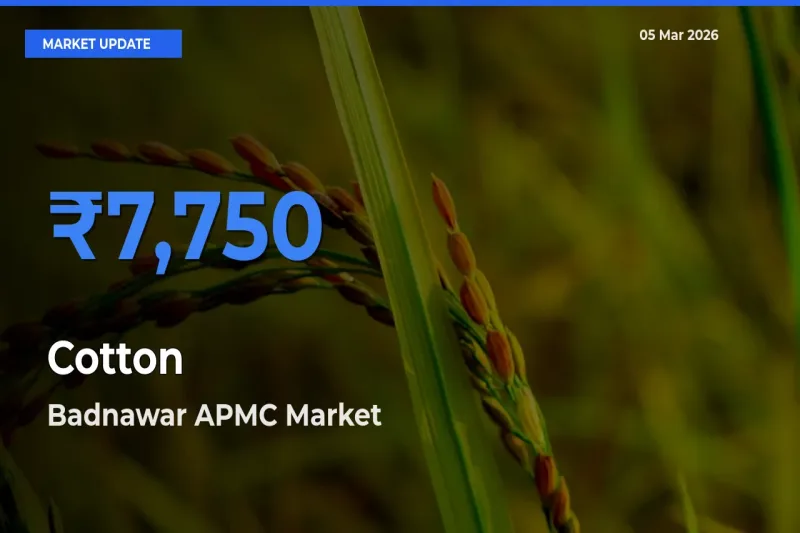 Badnawar APMC Offers ₹7,750 – Highest Cotton Rate Today