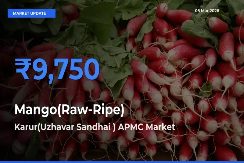 Farmers Prefer Karur(Uzhavar Sandhai ) APMC as Mango(Raw-Ripe) Hits Highest Rate