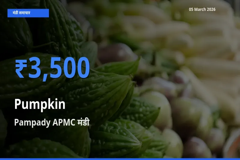 Pampady APMC मंडी में आज कद्दू के सबसे ऊँचे दाम दर्ज