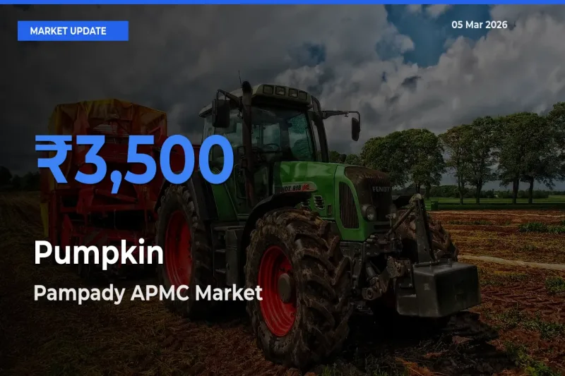 Pampady APMC Offers ₹3,500 – Highest Pumpkin Rate Today