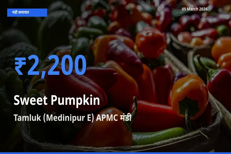 Tamluk (Medinipur E) APMC मंडी में आज लाल कद्दू के सबसे ऊँचे दाम दर्ज