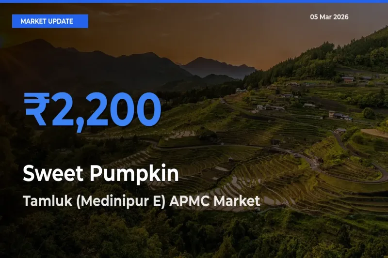 Top Performer! Tamluk (Medinipur E) APMC Offers Best Sweet Pumpkin Price Today