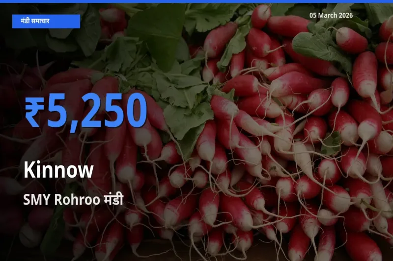 आज का मंडी भाव: किन्नू के सबसे ज़्यादा दाम SMY Rohroo में