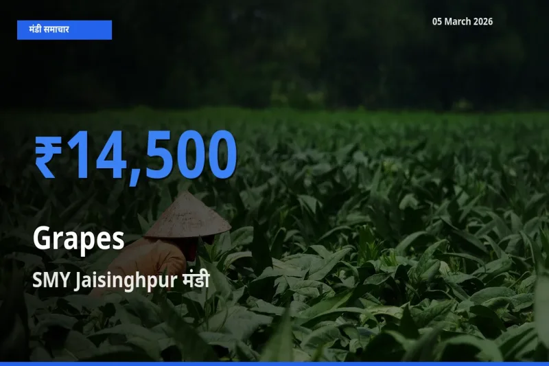 आज का मंडी भाव: अंगूर के सबसे ज़्यादा दाम SMY Jaisinghpur में