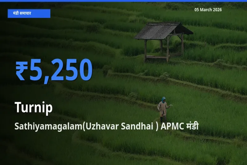 टॉप मंडी बना Sathiyamagalam(Uzhavar Sandhai ) APMC! शलजम के सबसे ऊँचे दाम यहीं दर्ज