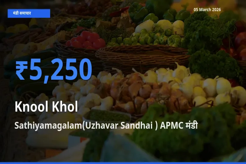 Sathiyamagalam(Uzhavar Sandhai ) APMC मंडी में आज गांठगोभी के सबसे ऊँचे दाम दर्ज