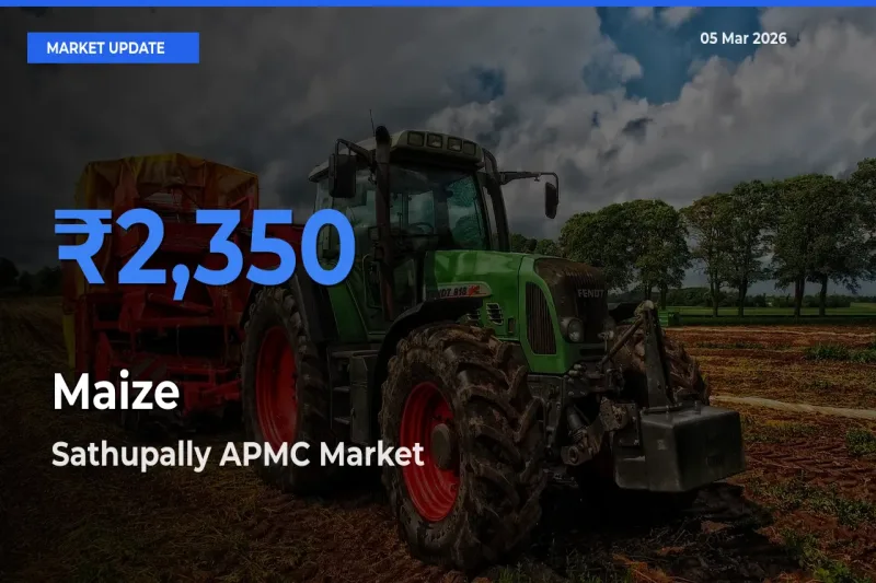 Sathupally APMC Offers ₹2,350 – Highest Maize Rate Today