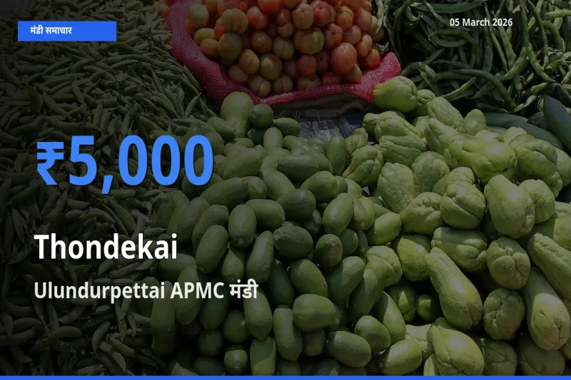 Ulundurpettai APMC में कुंदरू का आज सबसे ऊँचा भाव