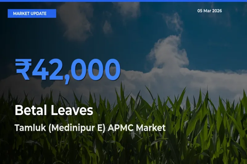 Tamluk (Medinipur E) APMC Tops Betal Leaves Mandi Rates Today