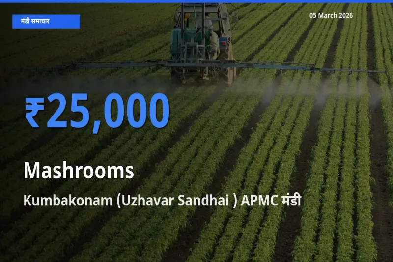 Kumbakonam (Uzhavar Sandhai ) APMC में मशरूम का आज सबसे ऊँचा भाव