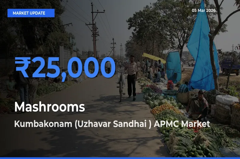 Kumbakonam (Uzhavar Sandhai ) APMC Leads as Top Mandi for Mashrooms Prices