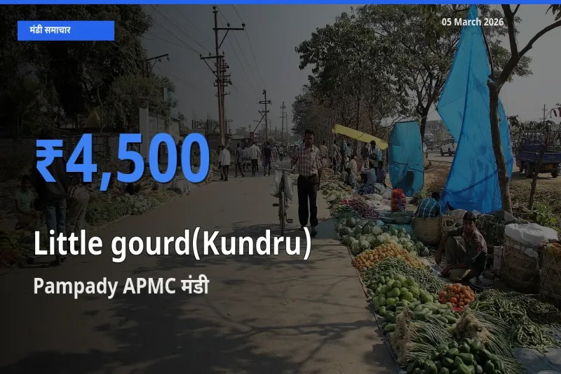 Pampady APMC मंडी में कुंदरू (टिंडा तोरई) ₹4,500 पर पहुँचा – आज का सर्वोच्च भाव