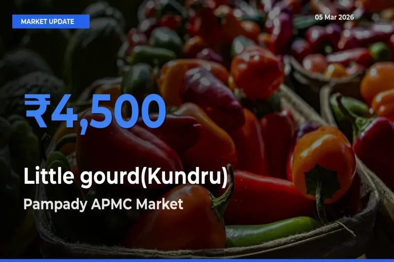 Pampady APMC Tops Little gourd(Kundru) Rates – March 05 Market Update