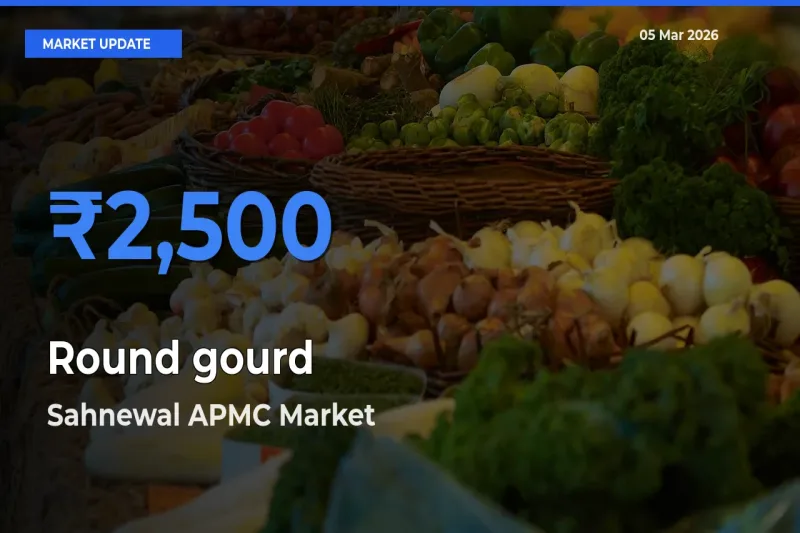 Farmers Prefer Sahnewal APMC as Round gourd Hits Highest Rate