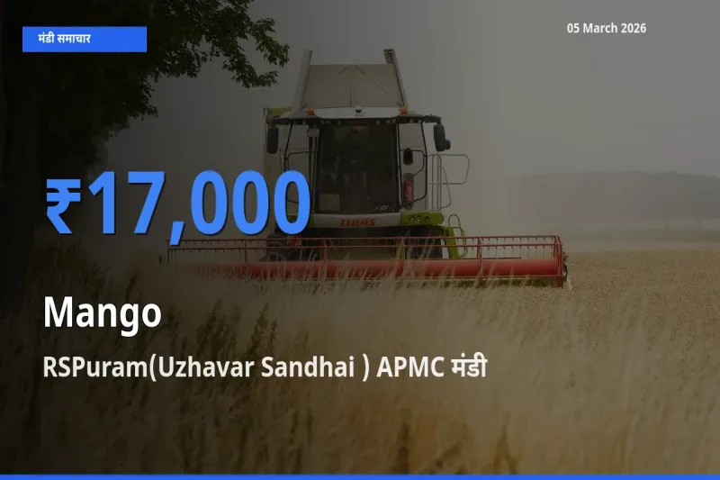 टॉप मंडी बना RSPuram(Uzhavar Sandhai ) APMC! आम के सबसे ऊँचे दाम यहीं दर्ज